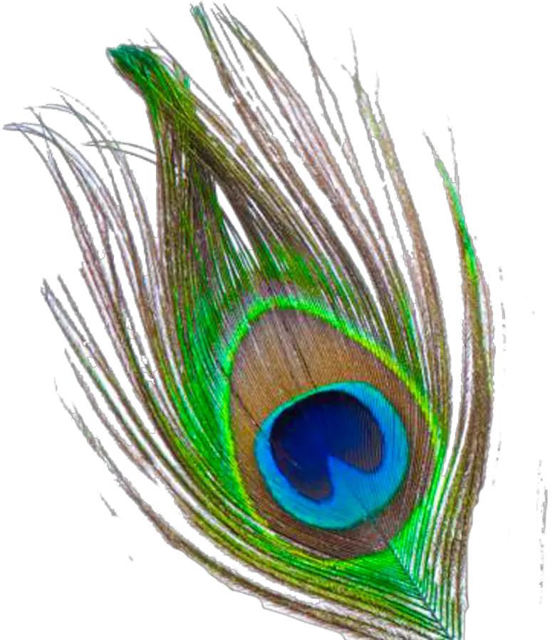  Today1580873192 Mor Pankh Clipart Png Here Download Krishna Peacock Feather Png Flute Png