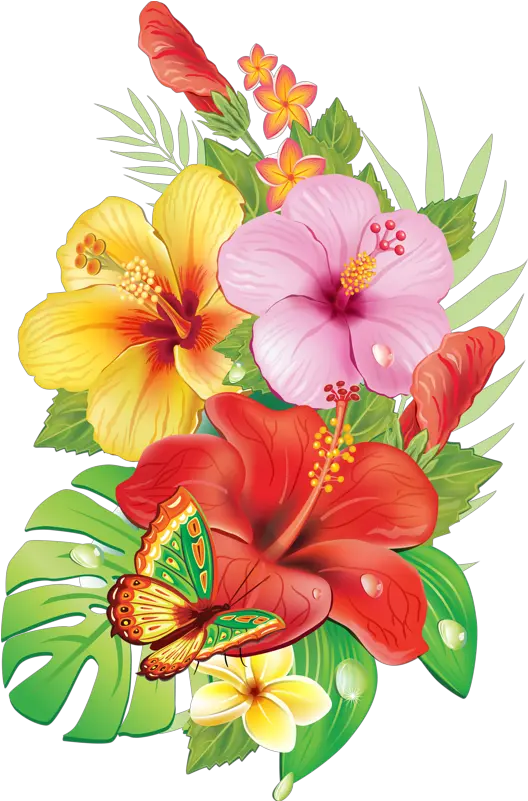  Hibiscus Clipart Tropical Vine Hibiscus Flower Drawing Png Hibiscus Png