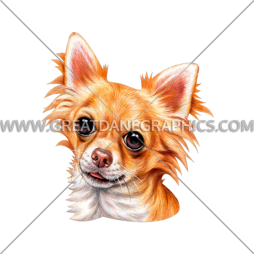  Long Haired Chihuahua Production Ready Artwork For T Shirt Toy Group Dogs Png Chihuahua Png