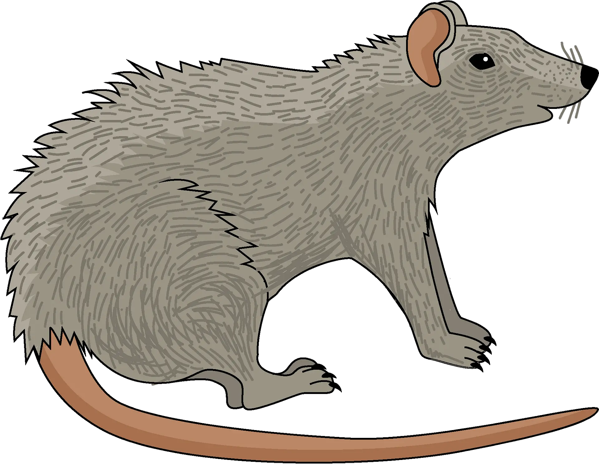  Clipart Rat Clipart Png Rat Png