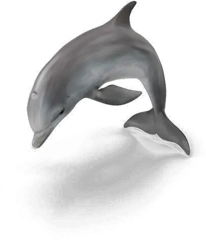  Dolphin Png Pic Arts Common Bottlenose Dolphin Dolphin Png