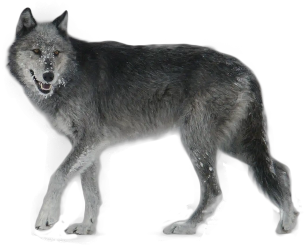  Wolves Clipart Walking Grey Wolf Png Wolves Png