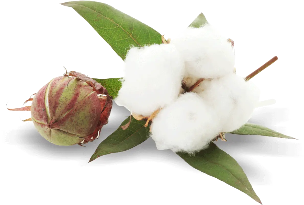  Cotton Png Images Free Download Transparent Cotton Png Cotton Png