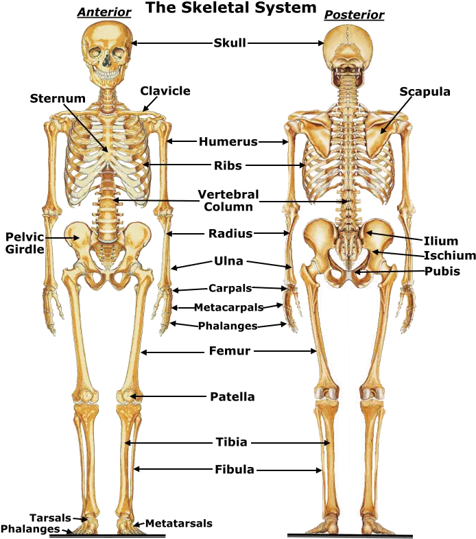  The Skeletal System Lessons Tes Teach Human Body Skeletal System Png Bone Transparent