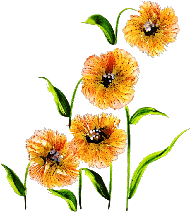  Free Png Floral Bouquets Ixia Clipart Full Size Clipart Lily Family Floral Clipart Png