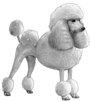  Standard Poodle Wisdom Panel Uk White French Toy Poodle Transparent Png Poodle Png