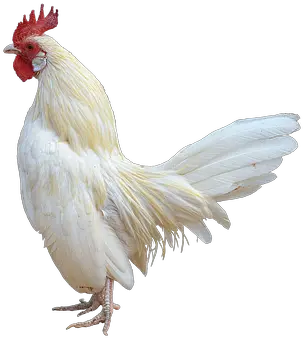  700 Free Cock U0026 Chicken Images Pixabay White Rooster Transparent Background Png Cum Transparent Background