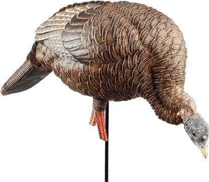  Spring Turkey Hunting Gear Cabelau0027s Feeder Hen Decoys Png Forest Service Avian Icon