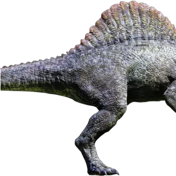  Spinosaurus Jurassic Park Wiki Fandom Spinosaurus From Jurassic Park 3 Png Dinosaur Transparent Background