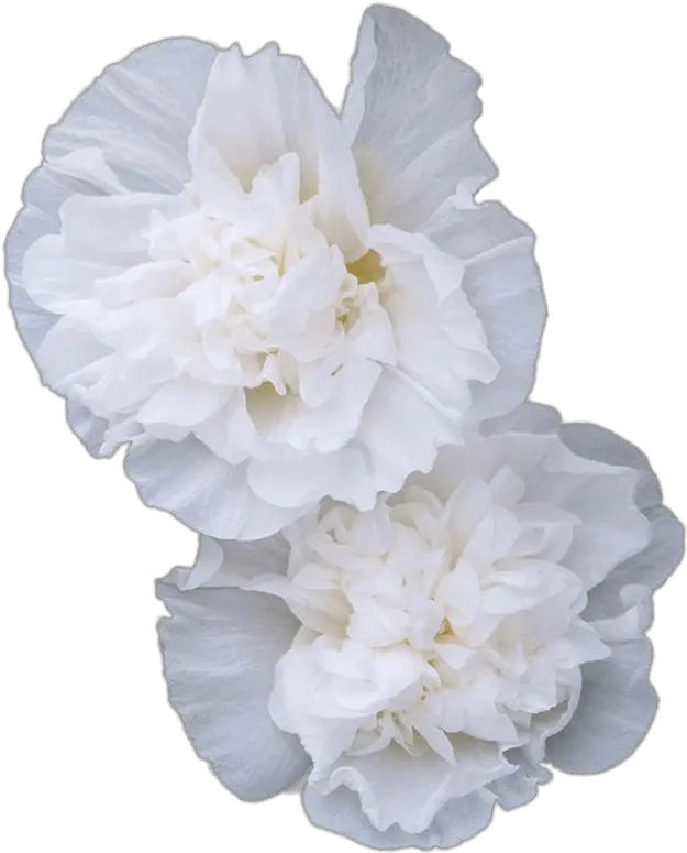  Double White Hollyhock Flowers Transparent Png Stickpng Transparent Carnation Flowers White Floral Transparent Background