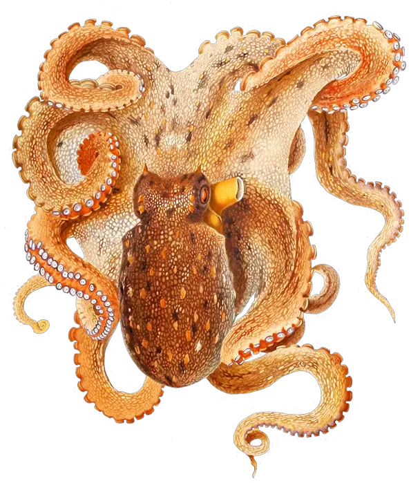  Image Free Download Png Hd Hq Octopus Filippi Octopus Transparent