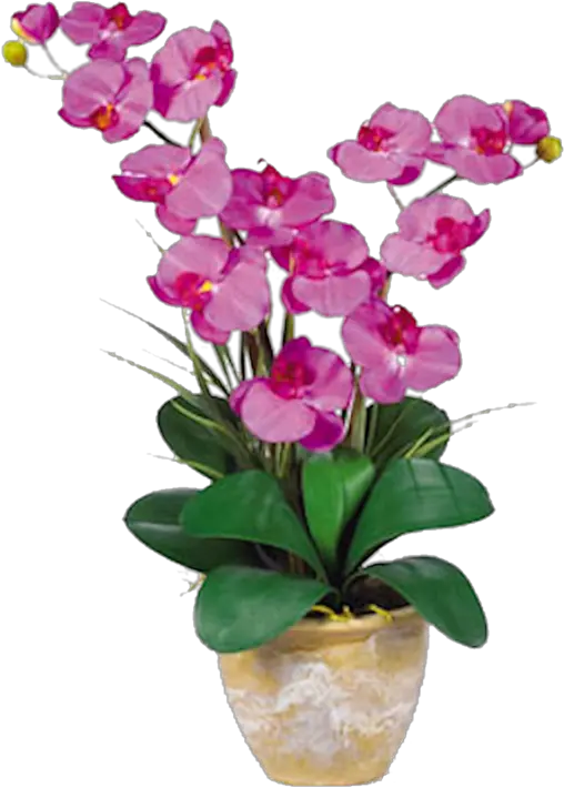  Orchid Double Stem Phalaenopsis Silk Arrangement Orchid Flower Png Orchid Png