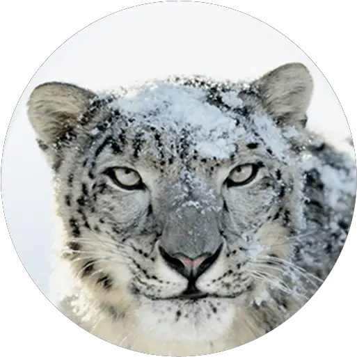  Os X Snow Leopard Direct Download Mac Os Snow Leopard Png Snow Leopard Png