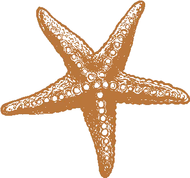  Seastar Parco Natura Viva Png Sea Star Icon