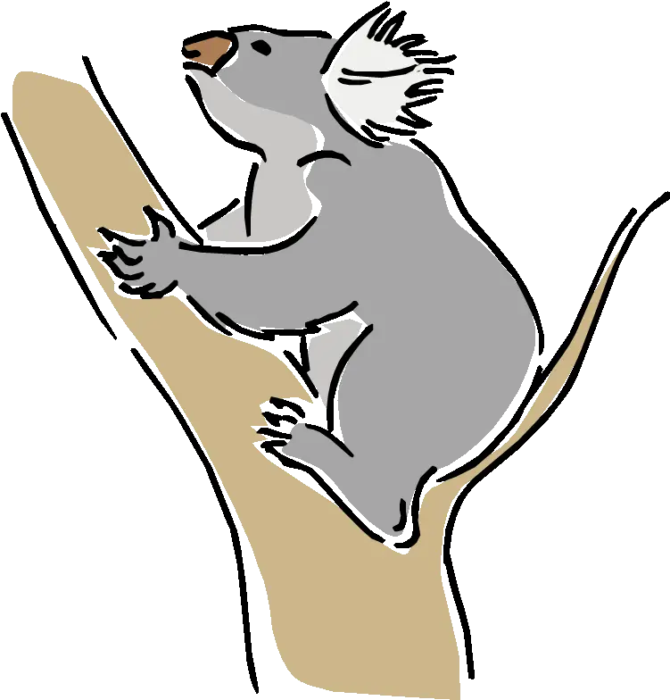  Koala Png