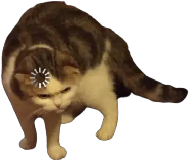  Loading Cat Transparent Blank Template Gato Cargando Meme Png Cat Meme Icon