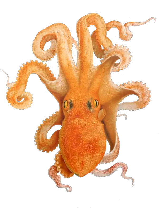  Octopus Clipart Cephalopod Png Octopus Png