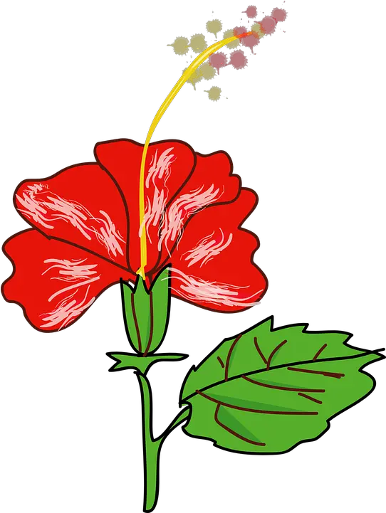  Hibiscus Flower Red Free Vector Graphic On Pixabay Gumamela Clipart Png Hibiscus Flower Png