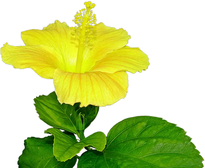  Download Free Png Yellow Hibiscus Flower Pist Dlpngcom Pistil Png Hibiscus Flower Png