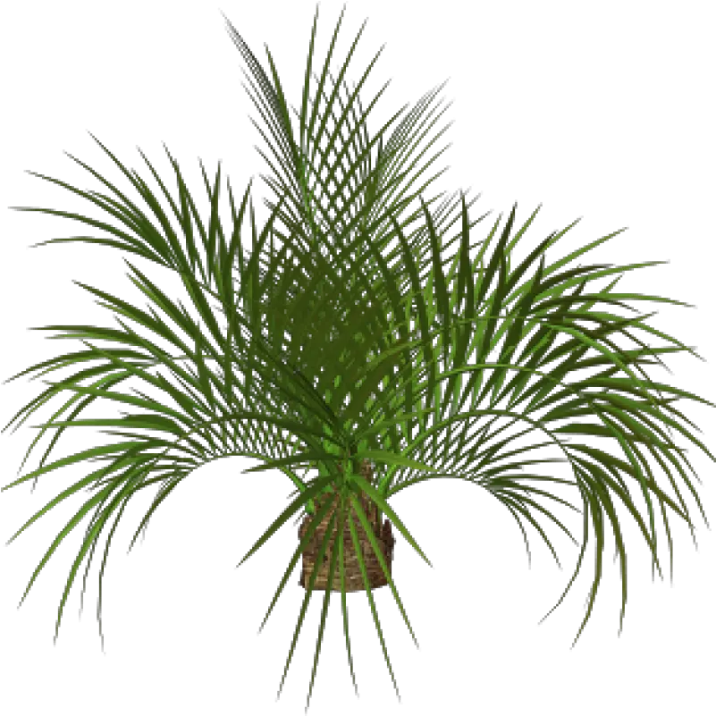  Download Palm Tree Plan Png Palm Tree Png Full Size Png Palm Plant Png Transparent Wild Grass Png