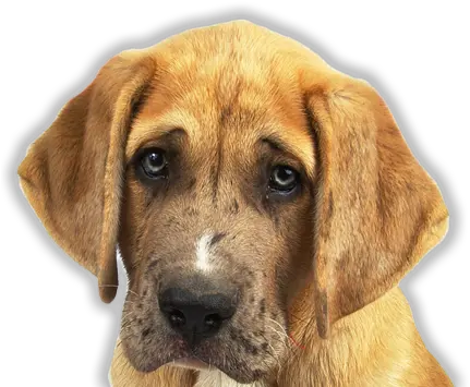  Sad Dog Png Images In Collection Puppy Dog Eyes Transparent Sad Dog Png