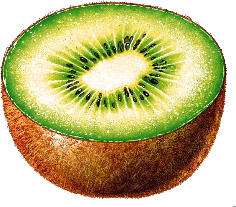  Png Kiwi Transparent