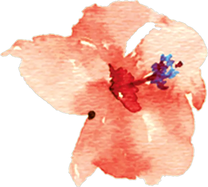  Chinese Hibiscus Flower Png Hibiscus Png