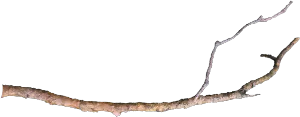  Download Free Png Tree Limb Long Tree Branch Png Tree Limb Png