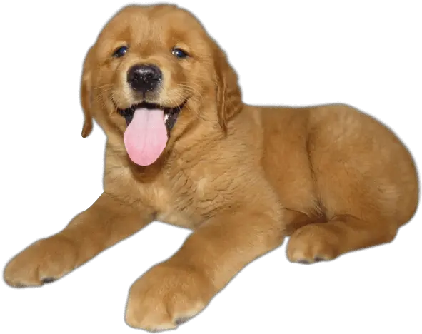  Golden Retriever Our Dog Breeds Candyville Pups Dog Yawns Png Golden Retriever Png