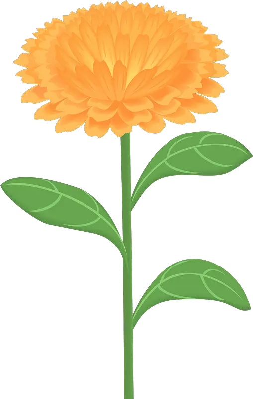  Calendula Officinalis Flower Clipart Free Download Png Marigold