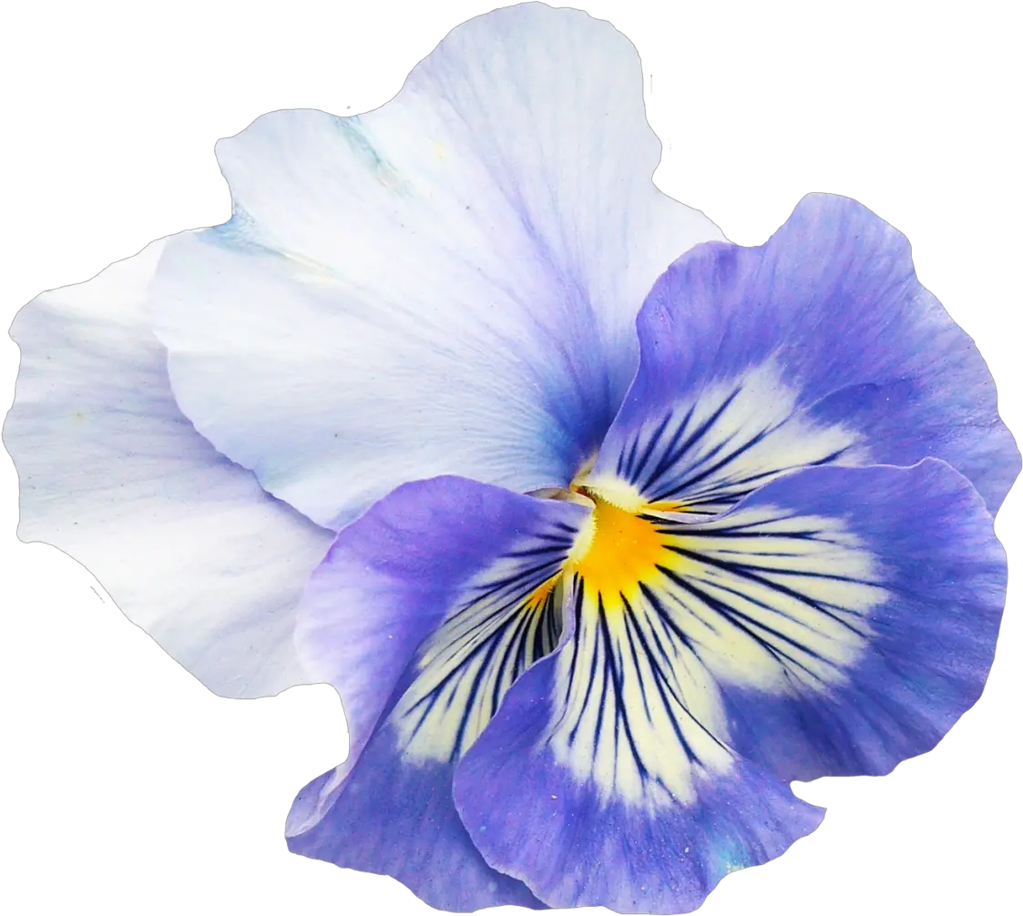  Pansy Flower Png Image Pansy Png Garden Flowers Png