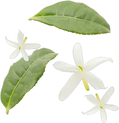  Jasmine Flowers Jasmine Tea Leaves Transparent Png Tea Leaves Png