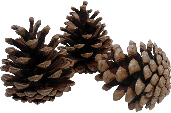  Download Pinecone Png Background Image Transparent Pine Transparent Pine Cone Png Pine Png