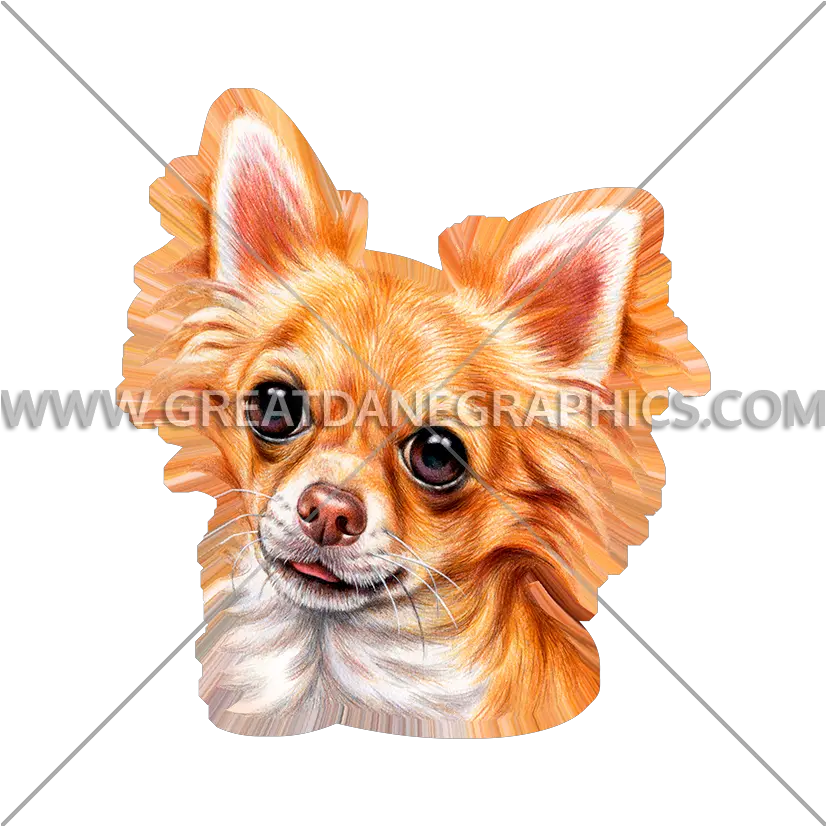  Long Haired Chihuahua Production Ready Artwork For T Shirt Chihuahua Png Chihuahua Png