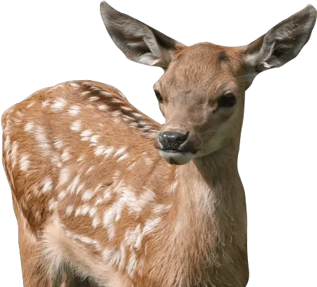  Animals To See And Enjoy From Chickens Transparent Baby Deer Png Baby Deer Png