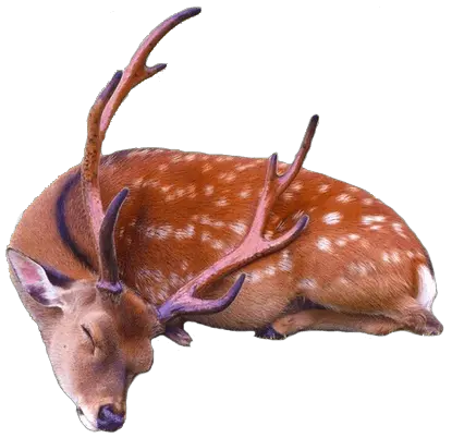  Sleeping Deer Transparent Png Baby