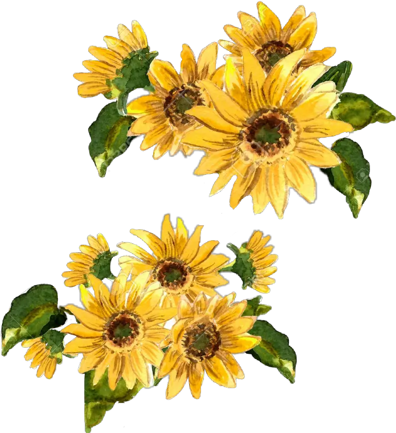  Flowers Flower Girasol Flor Amarilla Amarillo Painted Yellow Flower Painting Png Girasol Png