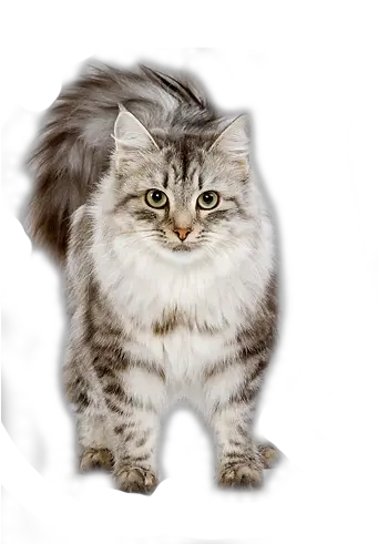  Shared Cat Gif Transparent Background Png Cute Cat Png