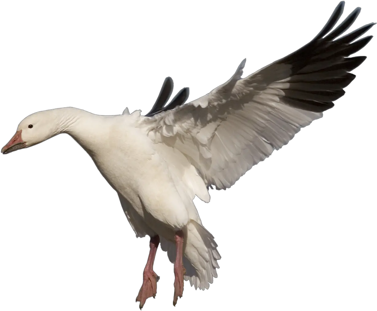  Goose Png Clipart Snow Goose Png Goose Png