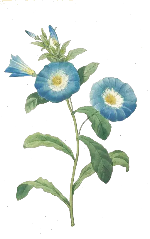  Download Trumpet Vine Png Botanical Flower Blue Png Full Pierre Joseph Redoute Vine Png