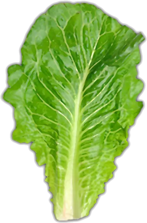  Download Hd Usually About One Large Leaf Romaine Lettuce Romaine Lettuce Leaf Png Lettuce Png