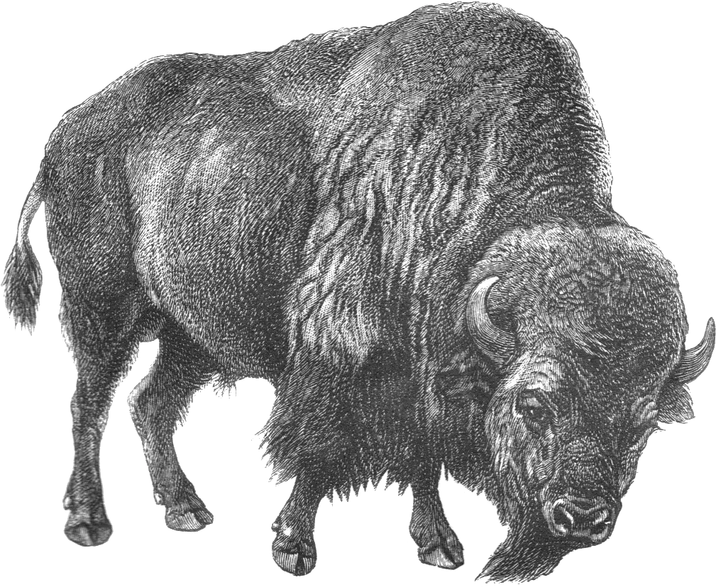  Bison Natural Selection Design Png Bison Png