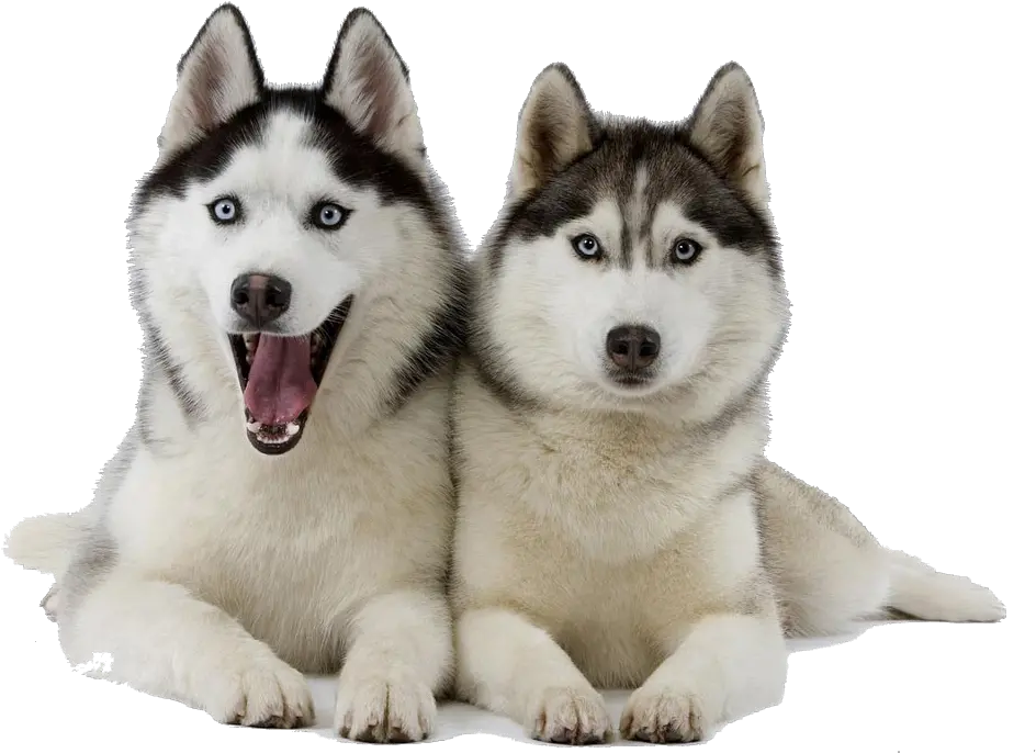  Husky Png Clipart Cute Husky Transparent Husky Png