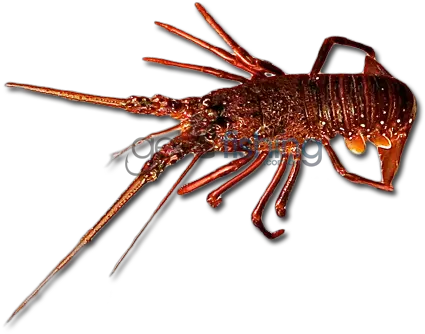  Download Western Rock Lobster Lobster Full Size Png Western Rock Lobster Lobster Png