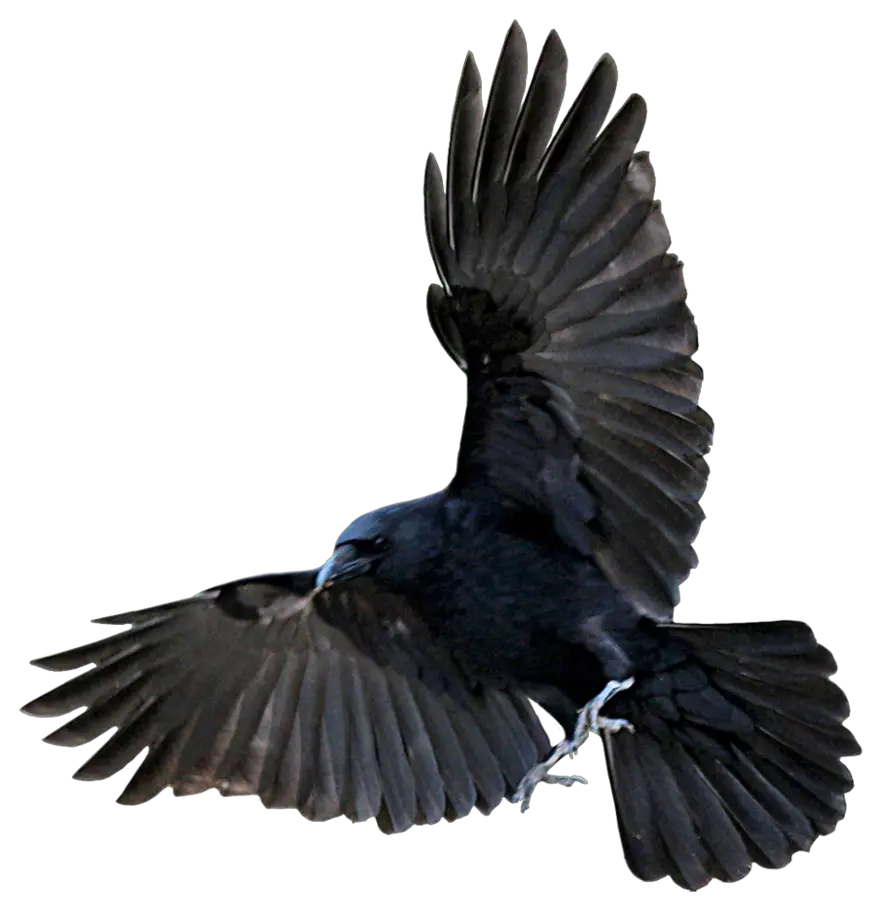  Transparent Png Flying Crow Crow Png Crow Transparent