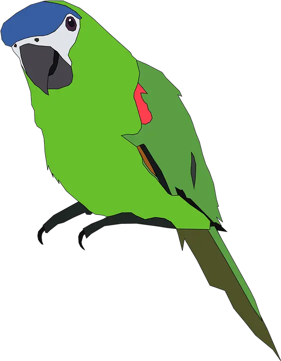  Parrot Clipart Pet Bird Parrot Clip Art 560x720 Png Parrot Clipart Creazilla Parrot Icon