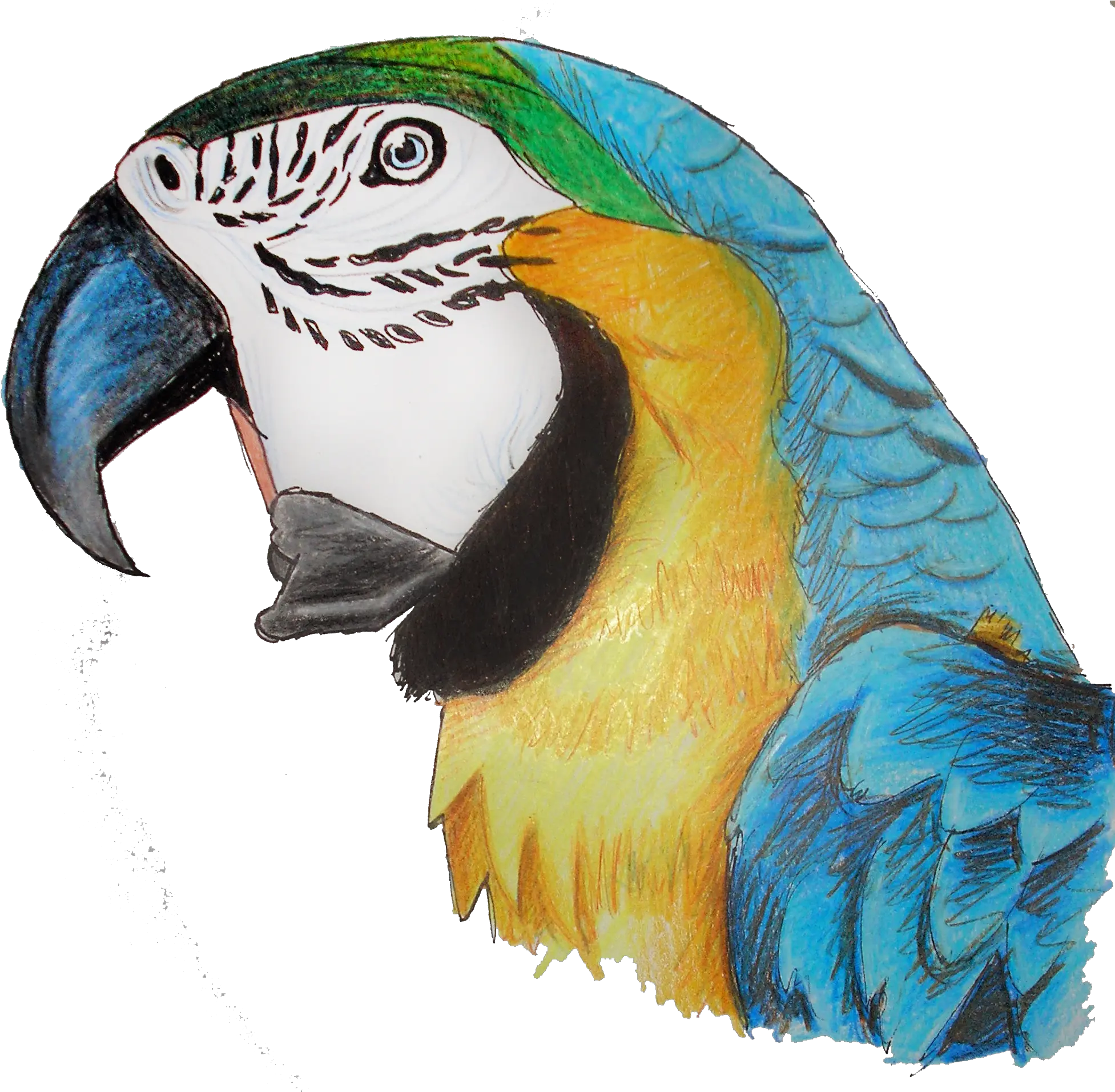  Download Hd Parrot Png Transparent Pencil Crayon Parrot Parrot Png