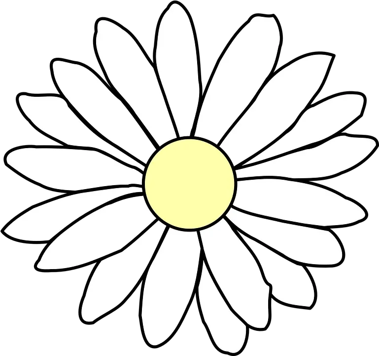  Chamomile Daisy White Free Vector Graphic On Pixabay Flower Outline Transparent Background Png Daisy Png