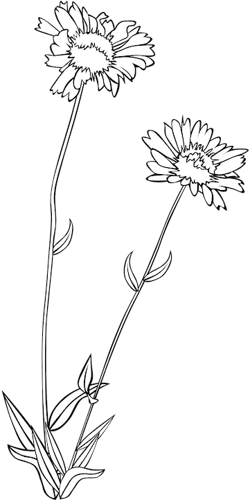  Wildflower Flower Plant Wild Flowers Clipart Black And White Png Wildflower Png