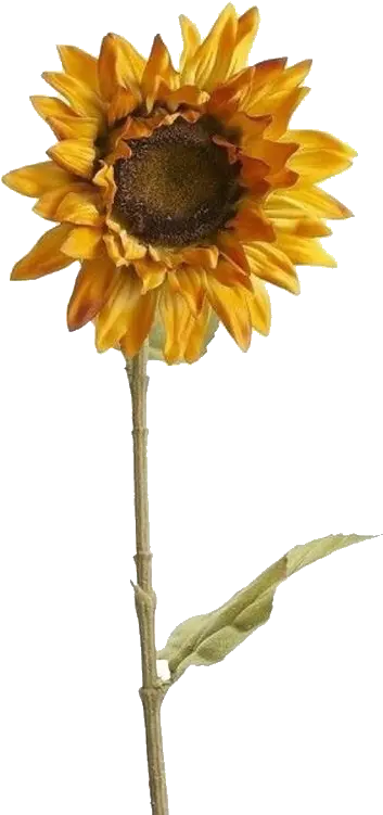  Sunflower Aesthetic Yellow Tumblr Arthoe Png Pngsticker Transparent Background Aesthetic Sunflower Png Hoe Png